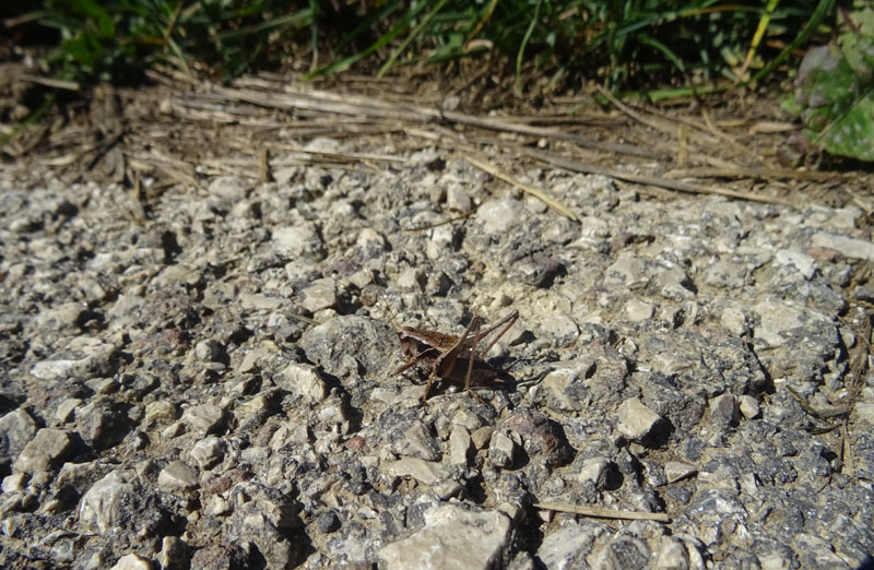 Pholidoptera griseoaptera - Tettigoniidae